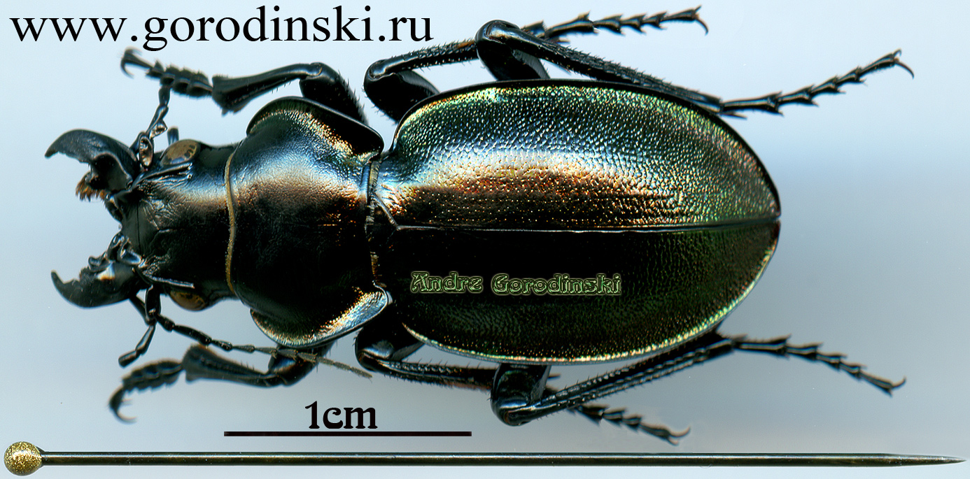 http://www.gorodinski.ru/carabidae/Callisthenes elegans manderstjernae.jpg
